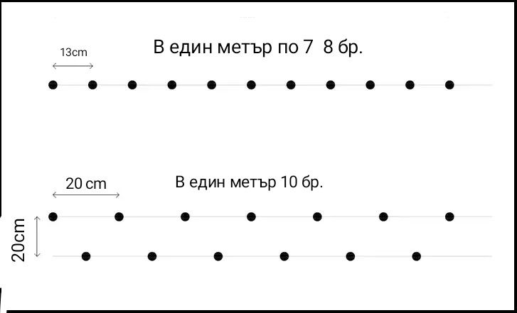 Лигуструм [жив плет]