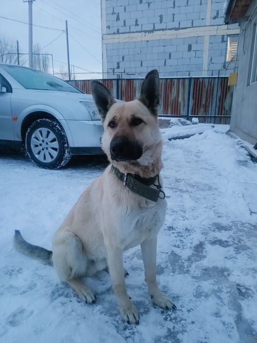 Вязка Немецкая овчарка