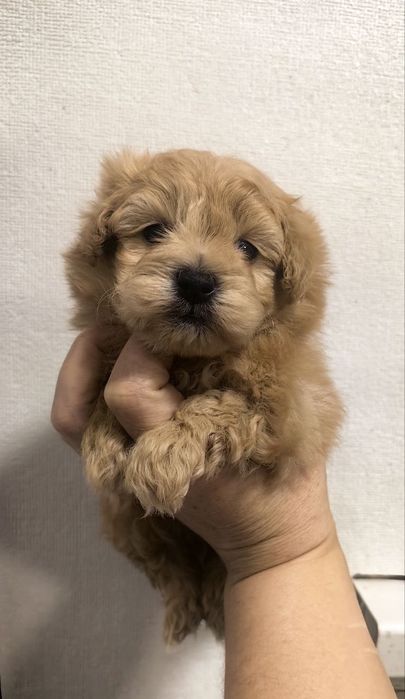 Мальчик, мальтипу F1, мини