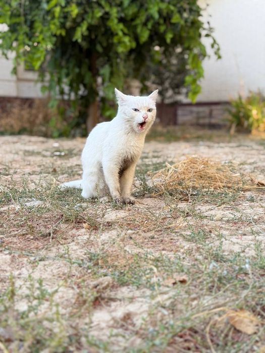 Turk angorasi  Турецкая ангора