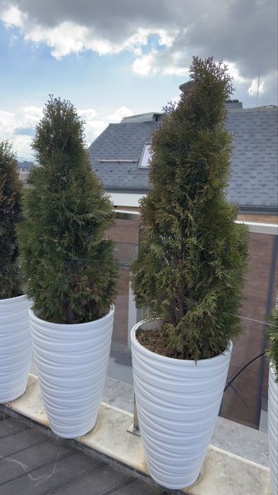 Туя 90см със саксия