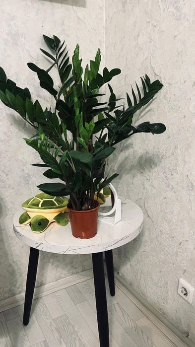 12000мн сутка сагат 2000мн шнос