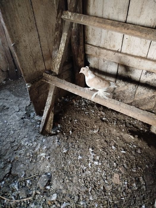 Продам голубей СРОЧНО