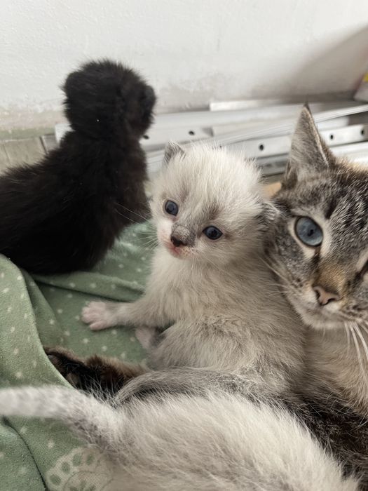 резерв котят, 8 апреля будет месяц