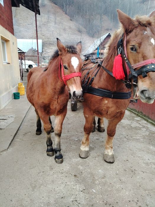 Vând mânză de 8 luni