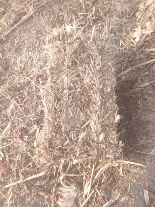 Малға шөп сатылады