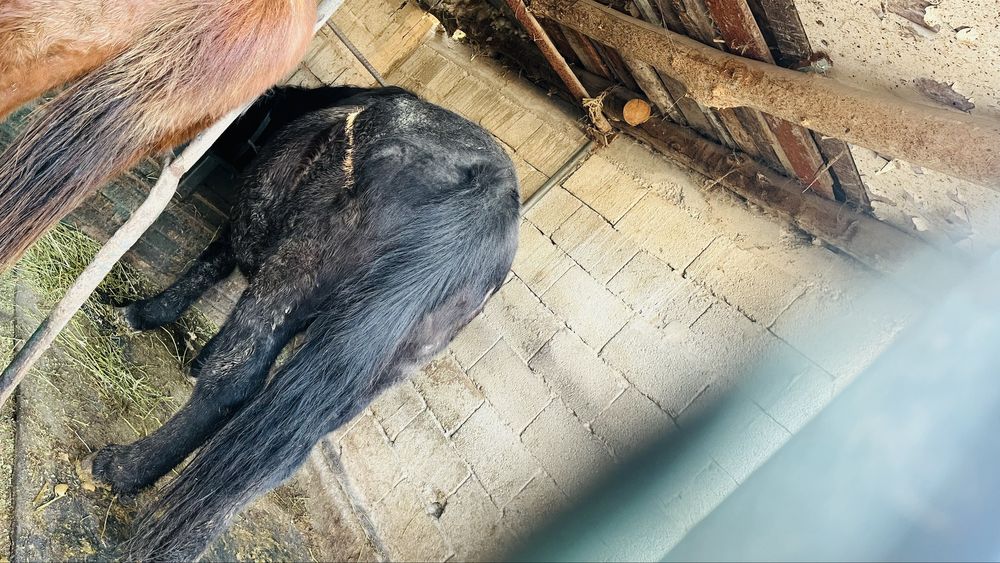 Соғымға бие сатылады