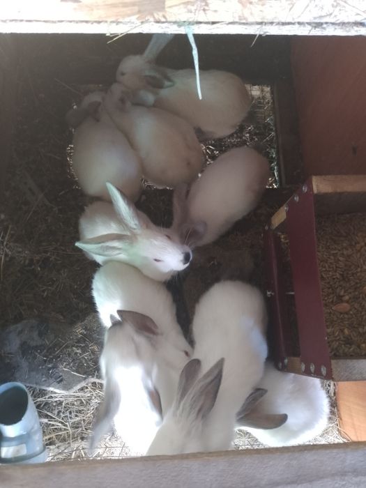 Продам калифорнийских кроликов