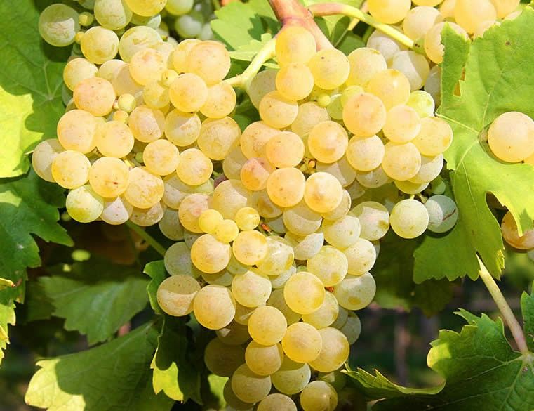 vita de vie rezistenta productiva