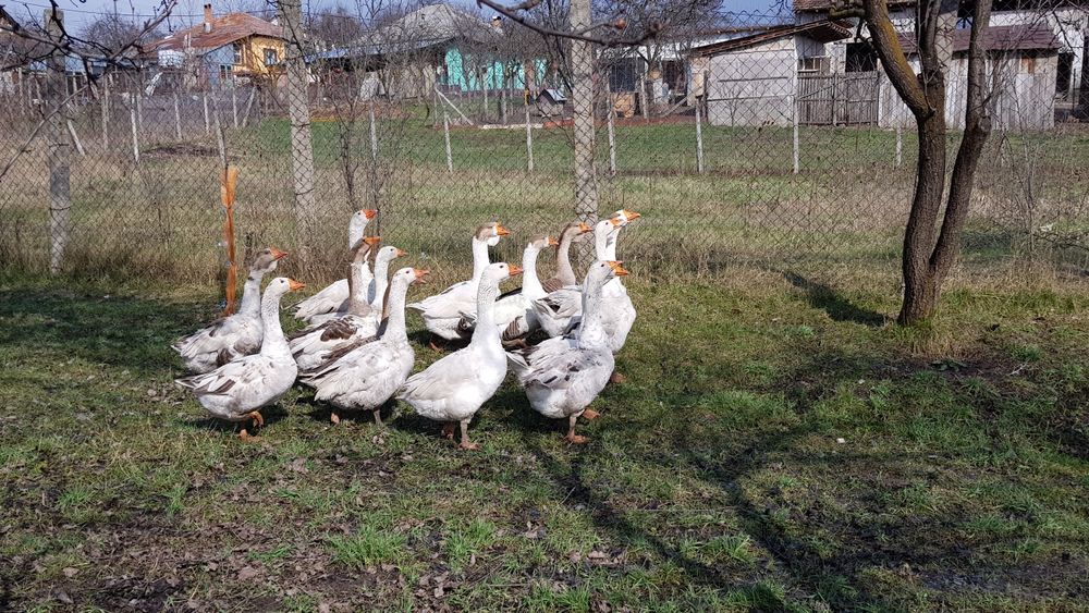 Vindem Gaste si Gascani