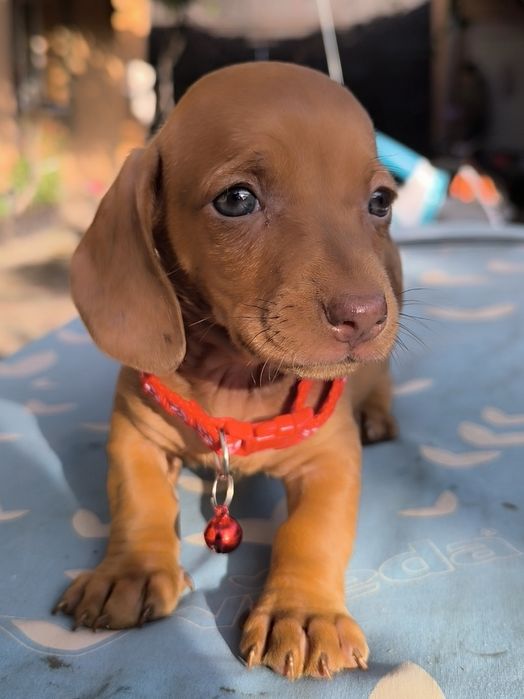Teckel Dachshund
