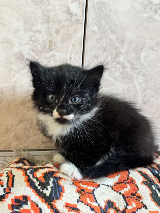 Отдам котят