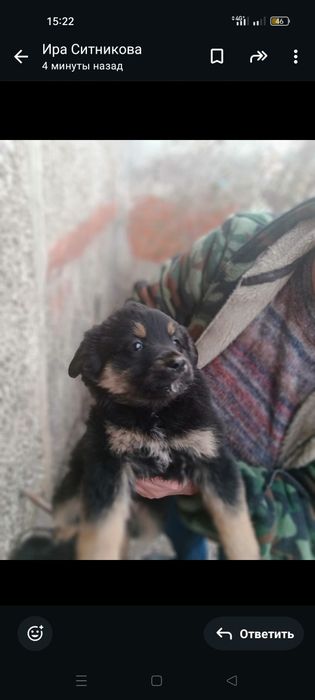 В добрые и любящие руки!