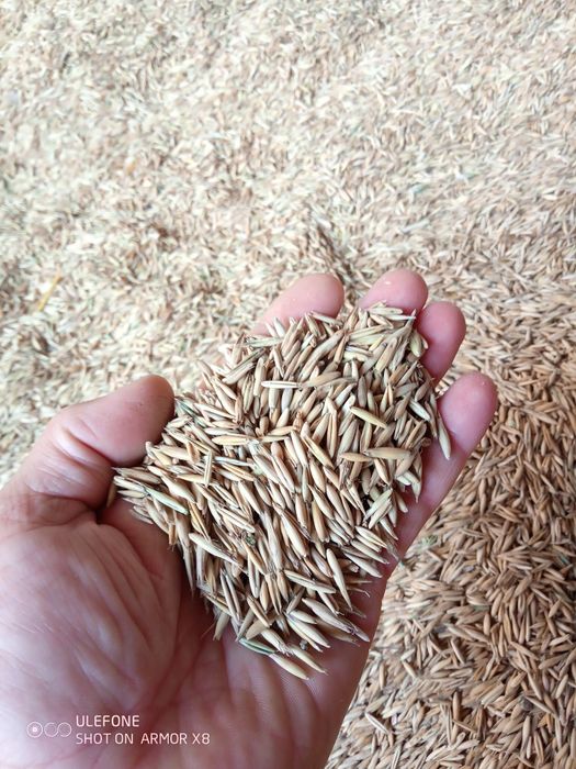 Vând grau, triticale,orz și ovăz
