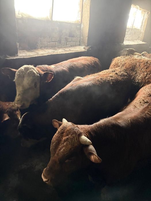 Продаются бычки откорм