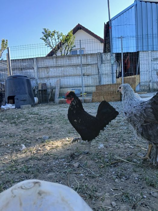 Vand 3 cocosi americani cu moț!!