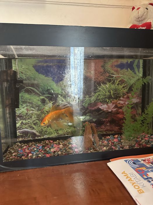 Akvarium sotiladi