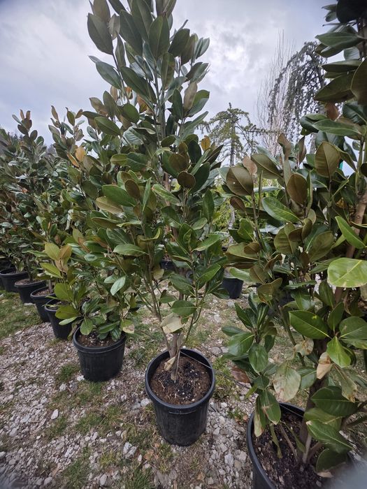 Magnolia grandiflora