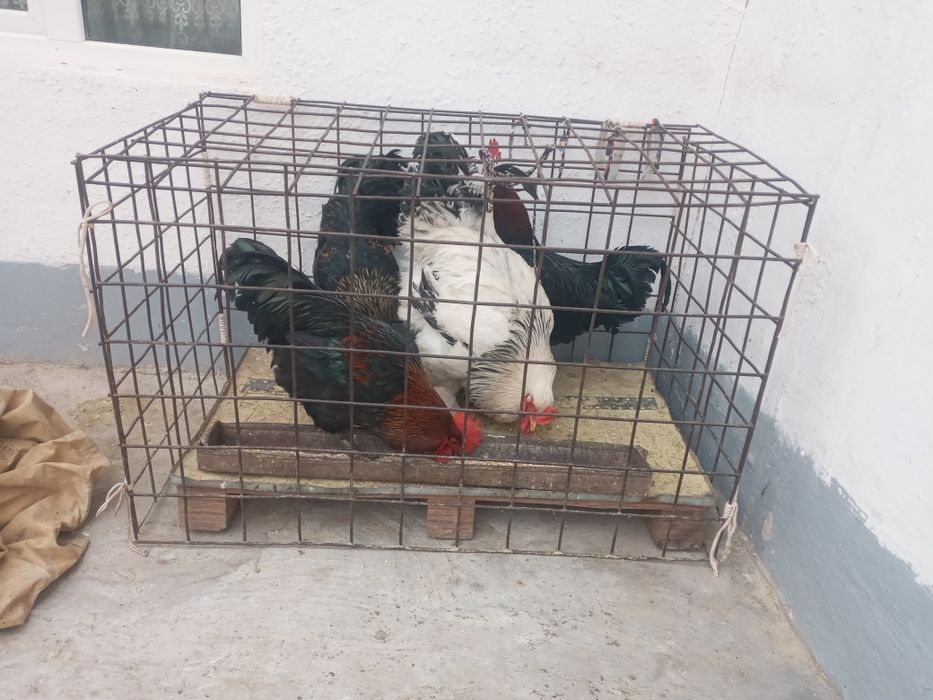 Horoz tovuqlar sotiladi soyishga boqishga