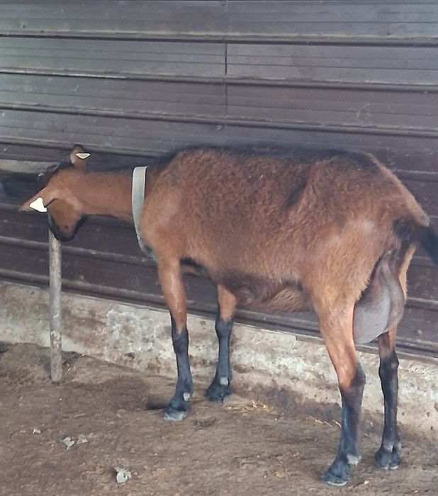 Vând 5capre Alpin francez