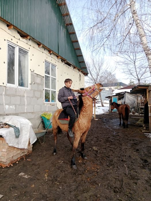 Лошадь Ат кострат