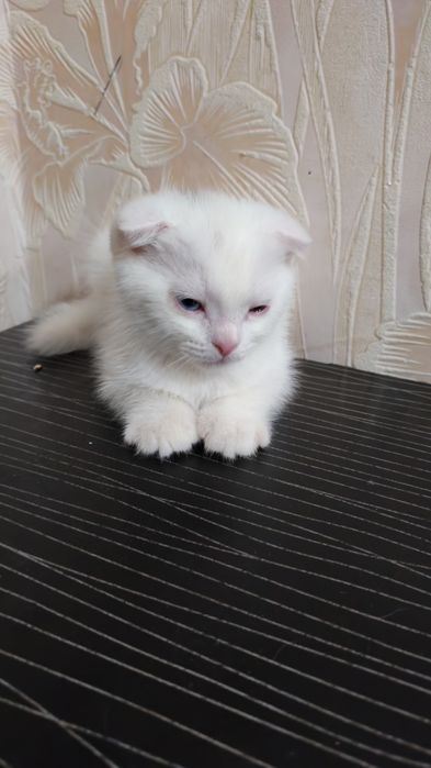 Скоттиш. Фолд. 2.ойлик. Мушук. Боласи  ақилли.