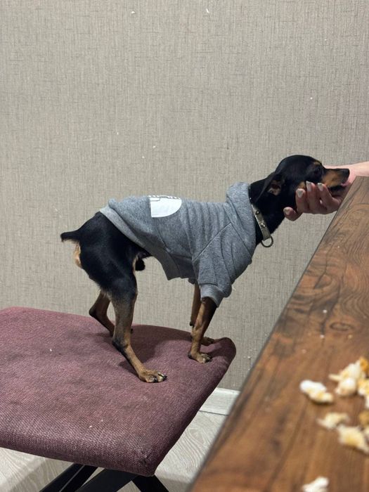 Продам порода мини тойтерьер кабель