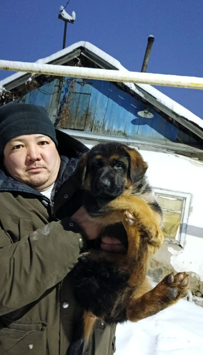 Щенок немецкой овчарки.