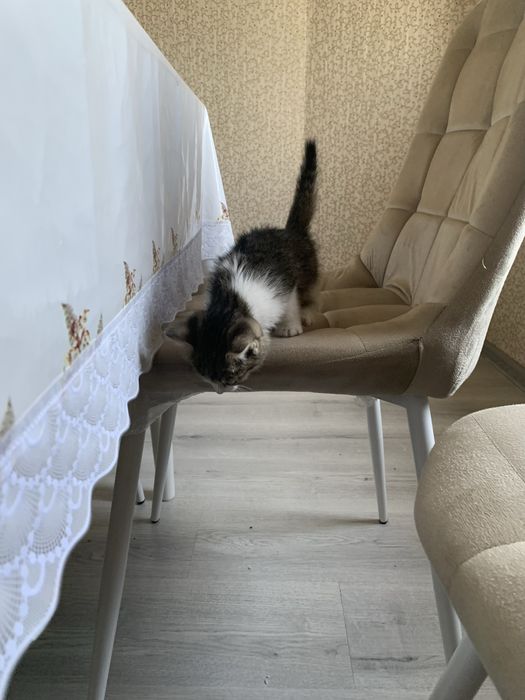 Отдам котёнка в добрые руки бесплатно