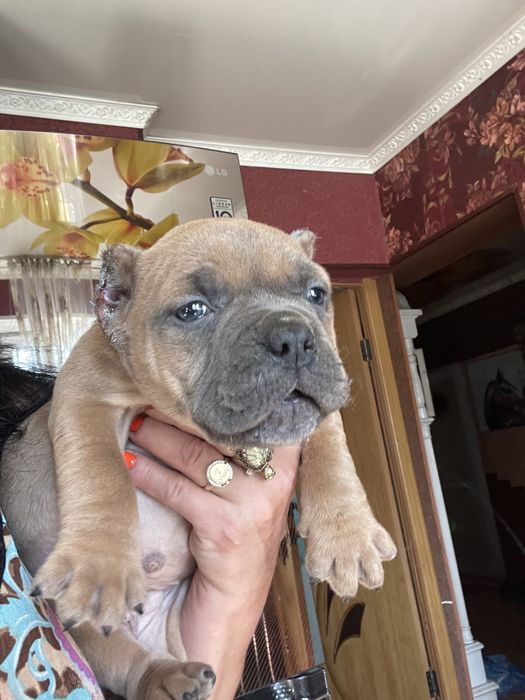 Американский  булли