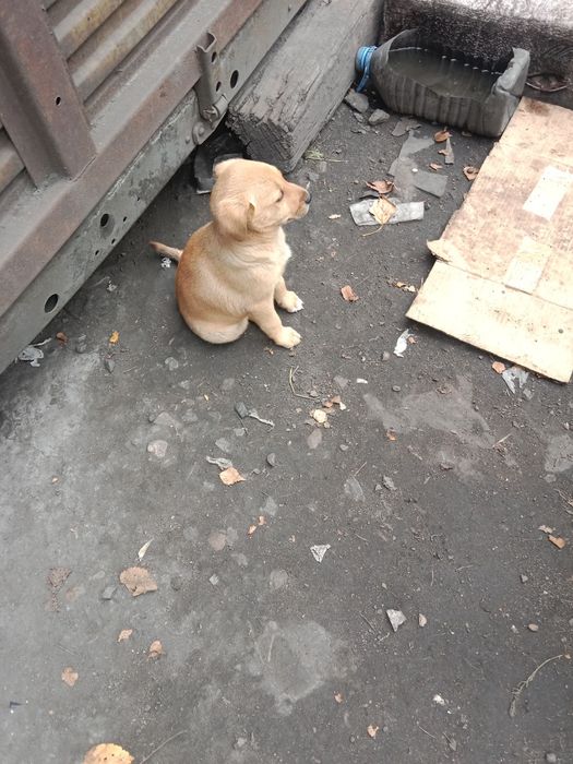 Отдам в добрые руки щенков