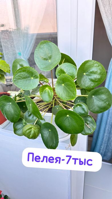 Панданус,Диффенбахия ,Женское счастье