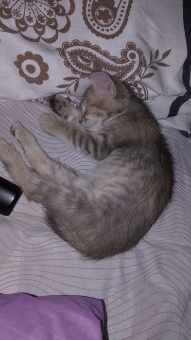 Отдам котенка Красивого