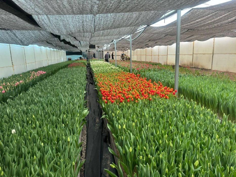 Тюльпаны предзаказ