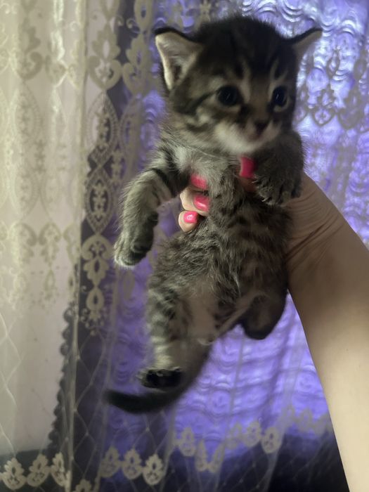 Отдам котят