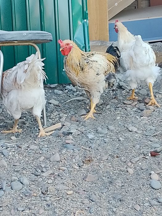 Продам петухов 6 месяцев