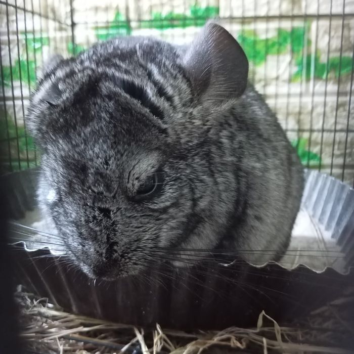 Продается шиншилла Мальчик