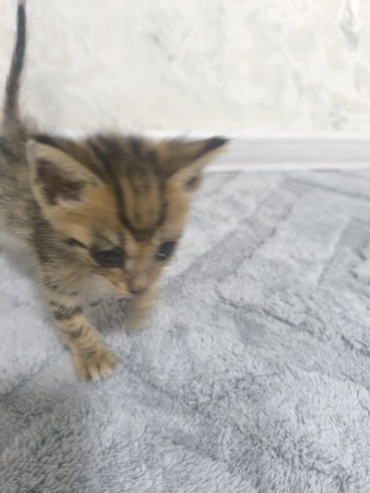Отдам котят девочки
