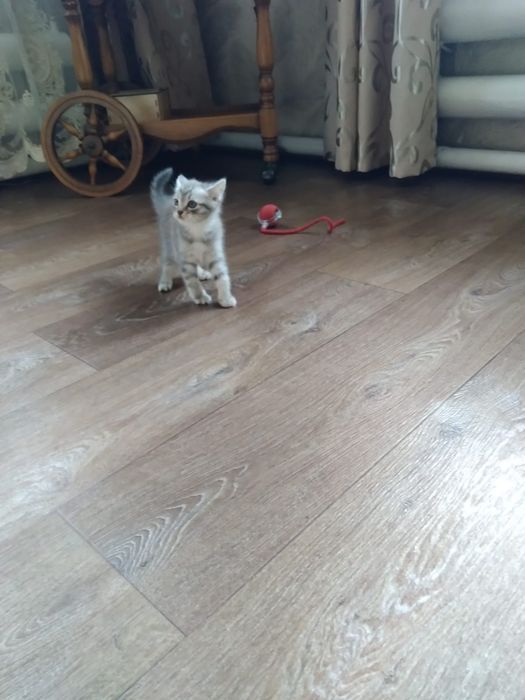Отдам бесплатно котика