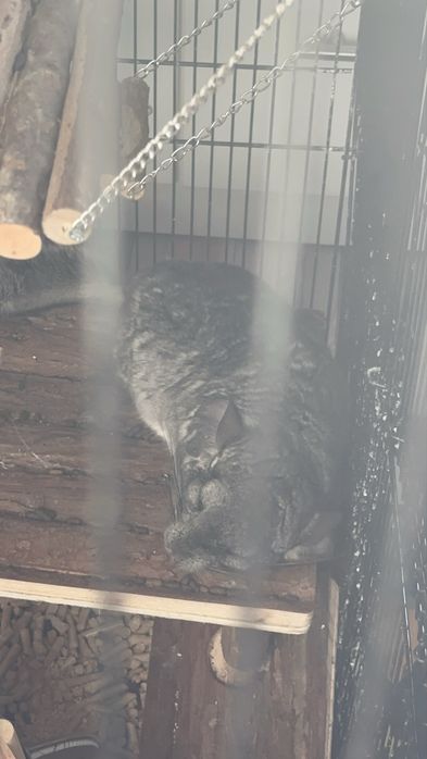 Vand pui chincilla, 7 luni