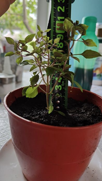 Базиликовое деревце