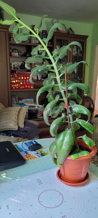 Цветок каланхоэ- растительный антибиотик