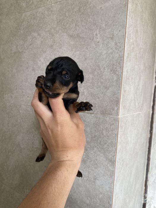 Ягтерьер щенки чистые