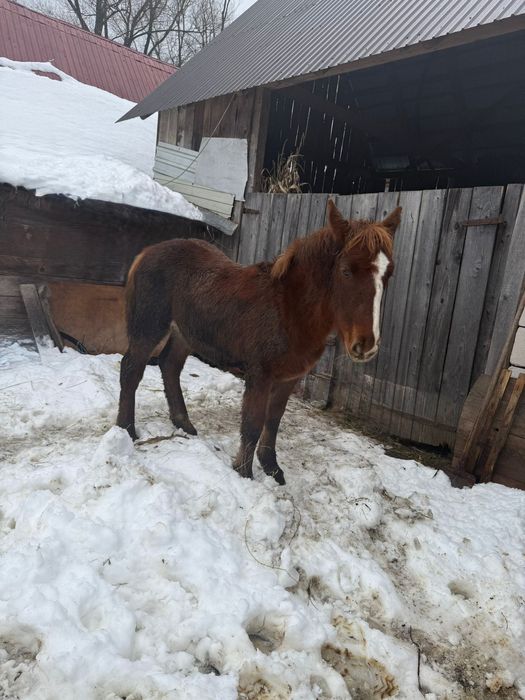 Vând 2 manze tinere