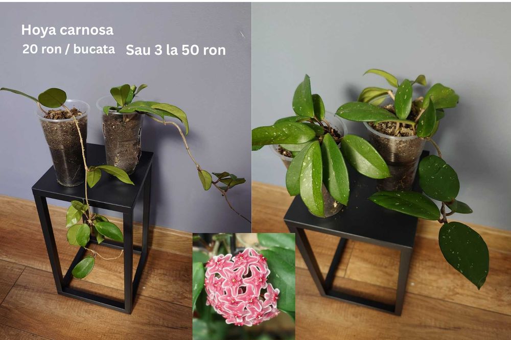 Plante de apartament