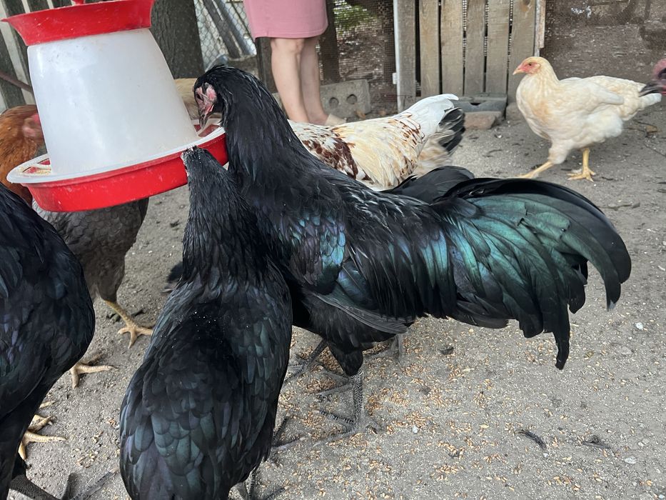 Cocosi australorp