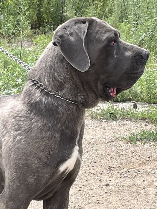 Продвется молодой кобель кане корсо