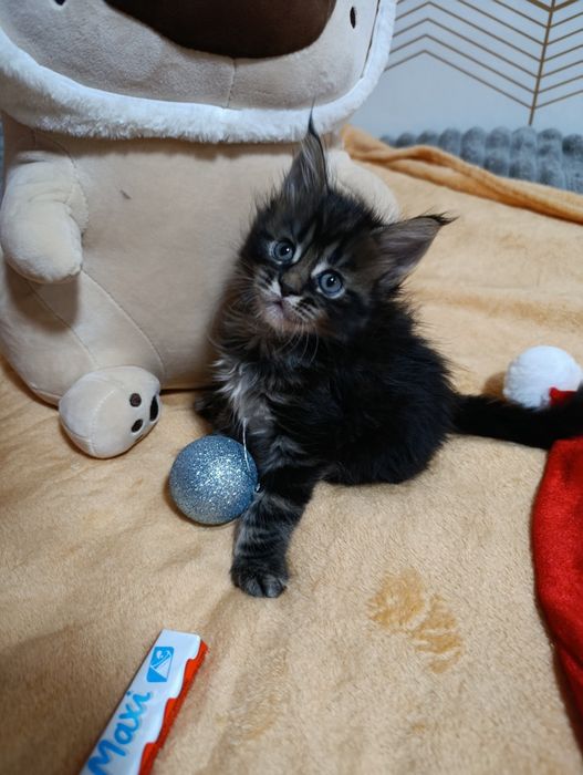 Готовы к продаже котята Мейн-куна