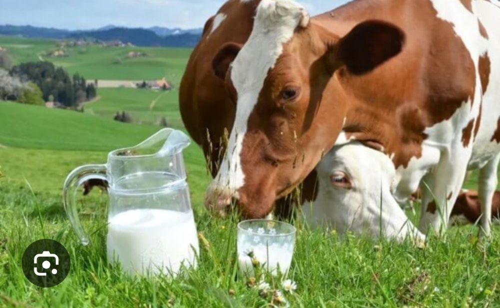 Молоко натуральное цельное