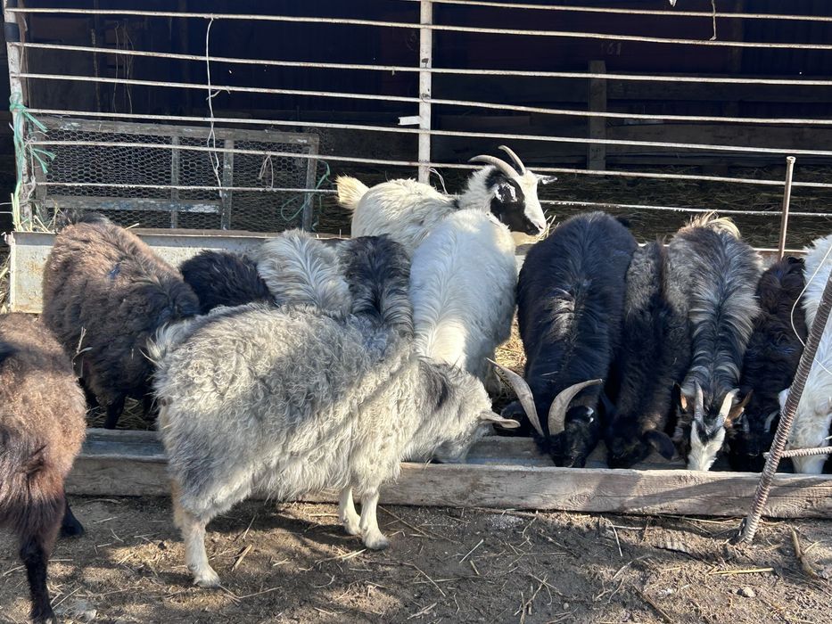 Буаз ешкылер сатылады 10 бастаи